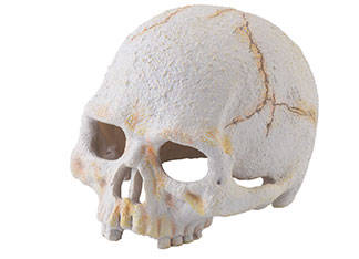 Hagen Exo Terra Primate Skull - búvóhely (koponya formájú) terráriumokba