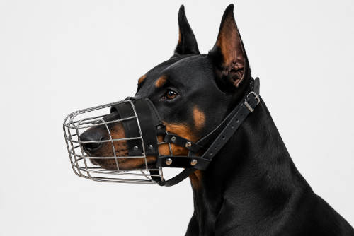 Szájkosár (fém, bőrszíjas) Dobermann kutyák részére (méret:Dobi2) 10cm/7cm/28cm
