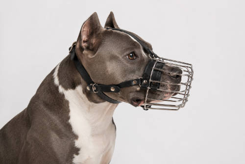 Szájkosár (fém, bőrszíjas) amerikai staffordshire terrier jellegű kutyák részére (méret:Amstaff) 8cm/8cm/31cm