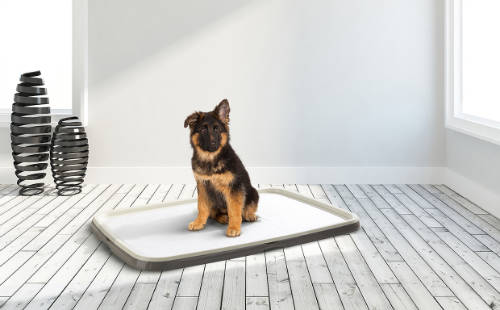 SAVIC Puppy Trainer Starter Kit - pelenkafeszítő tálca 97x67x17cm (XL)