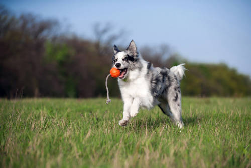 LIKER Cord 9 Line - játék (labda kötéllel,narancssárga) kutyák részére (ø9cm)