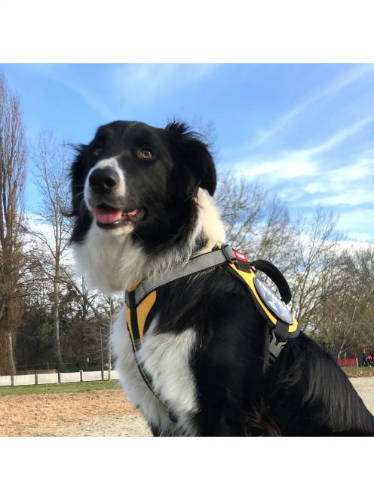 Yutipet Safety Harness (M) - hám (biztonági, sárga) kutyák részére (58-66cm/25mm) max:22kg