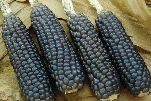 Trópus Csöves mini kék kukorica - kiegészítő eleség rágcsálók részére (320g)