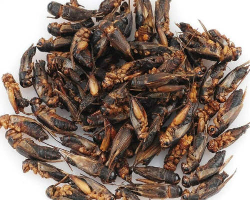 Trópus Dried Cricket - kiegészítő eleség (szárított tücsök) rágcsálók,madarak, sünik és hüllők részére (40g)